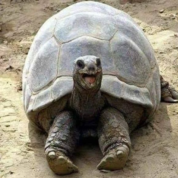 Meet your Posher, Victoria - Picture 1 of 1